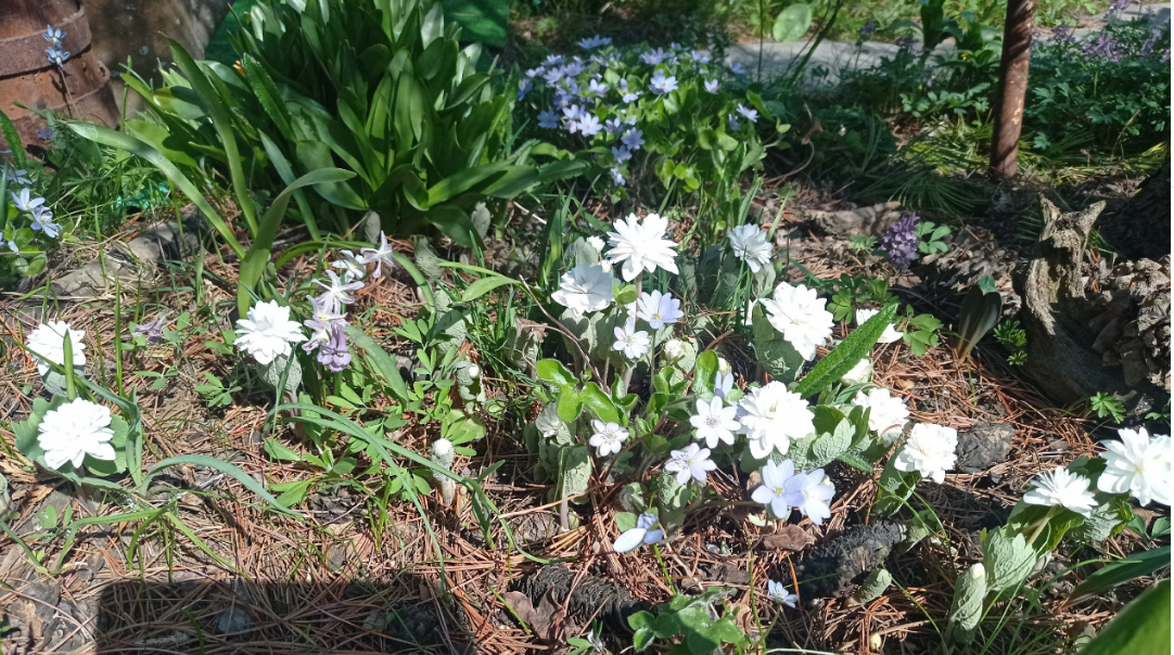 нынешняя полянка