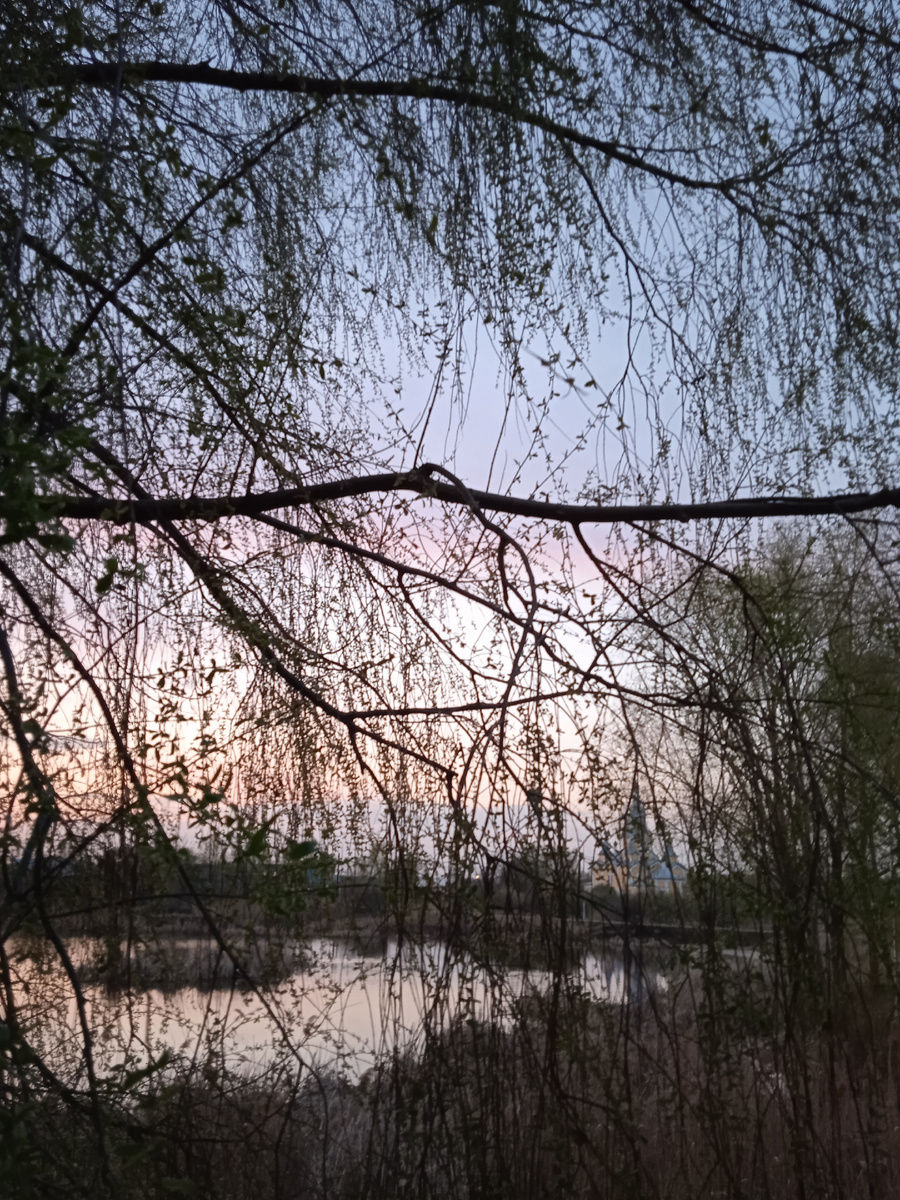 Апрельский вечер. Просыпается листва на деревьях