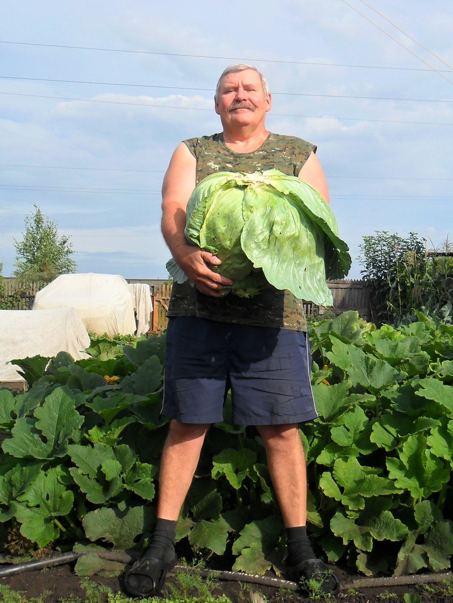 Белокочанная капуста СЛАВА
