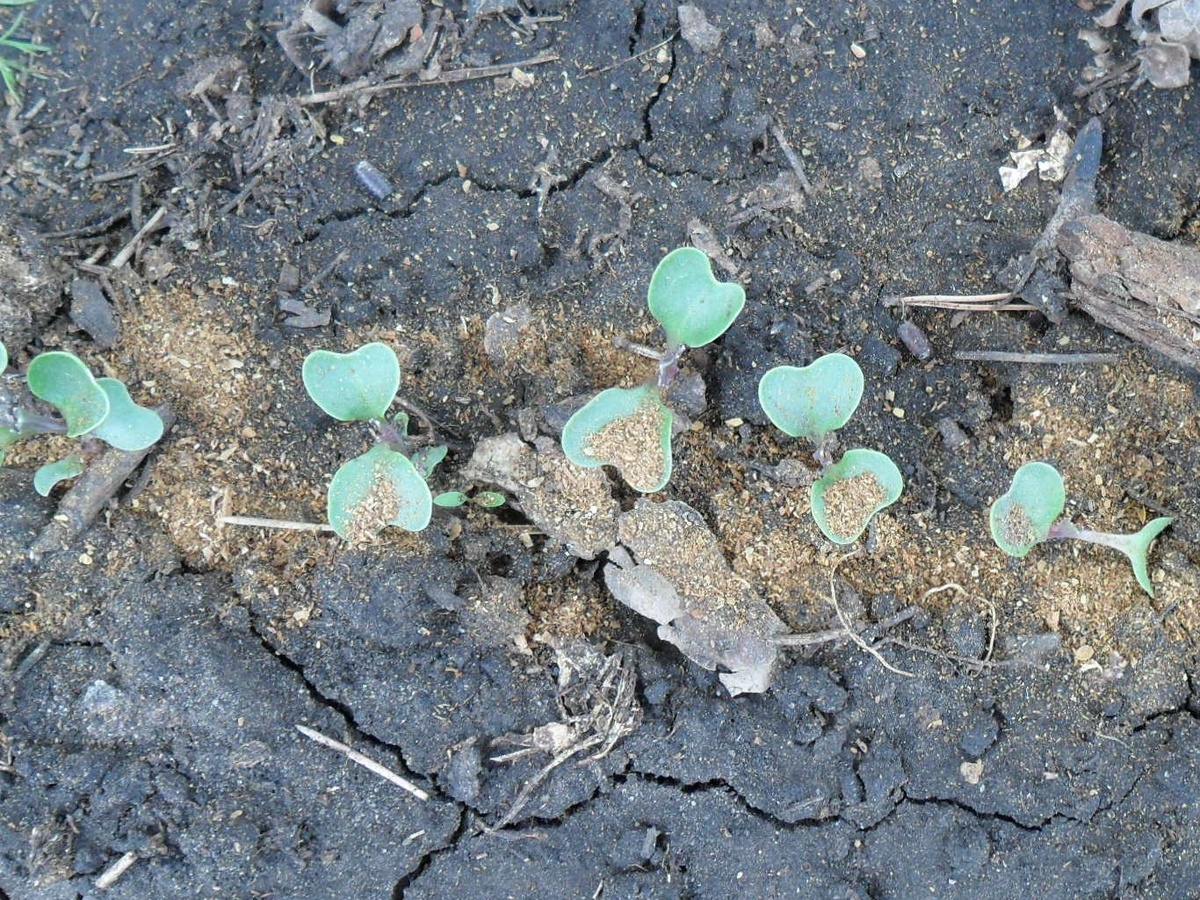 Всходы капусты для защиты от крестоцветной блошки посыпаю табачной пылью