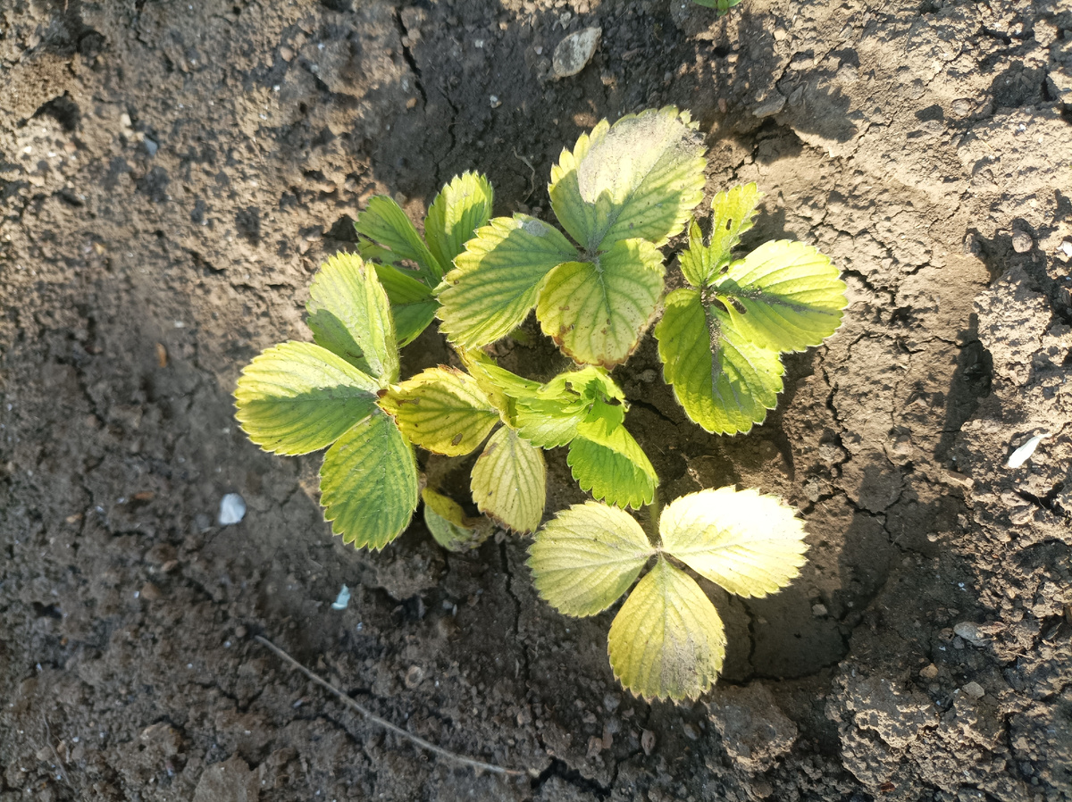 Хлороз у клубники от недостатка железа