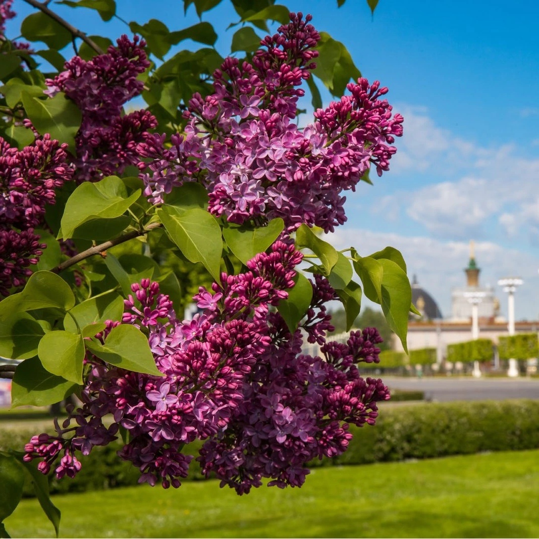 Сирень Красная Москва. Фото: solntsesad.ru