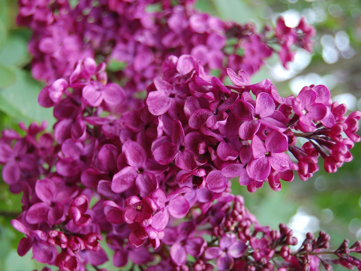 Сирень Красная Москва. Фото: na-dache.pro