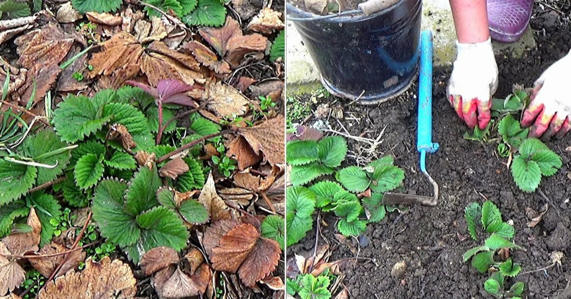 есенняя уборка листье у клубники