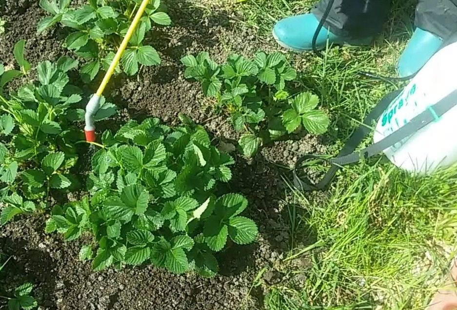 обработка по листу клубники