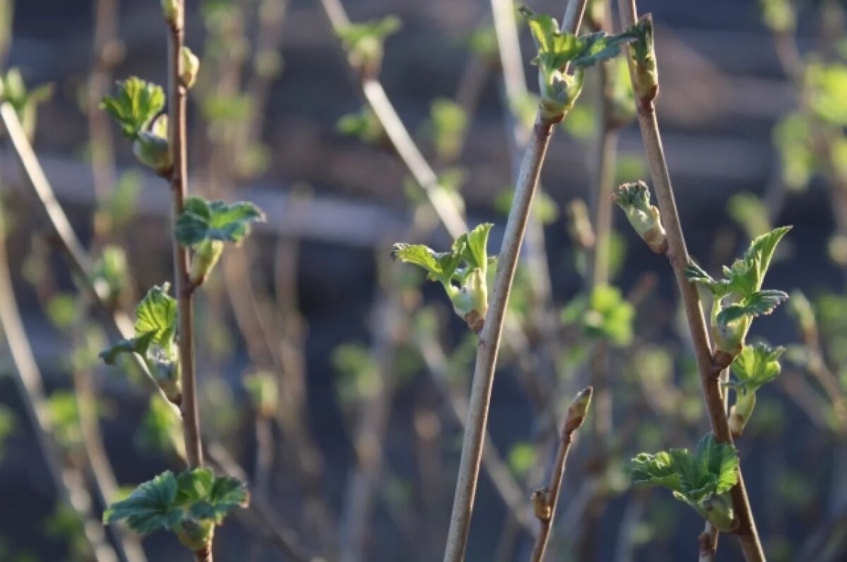    После потепления в начале недели на Урал снова придут холод, дожди и снег