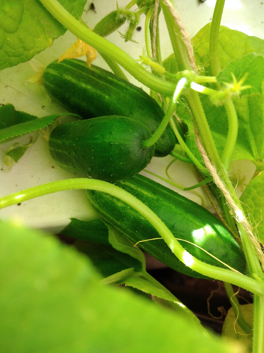 Урожай на окне. Фото автора.