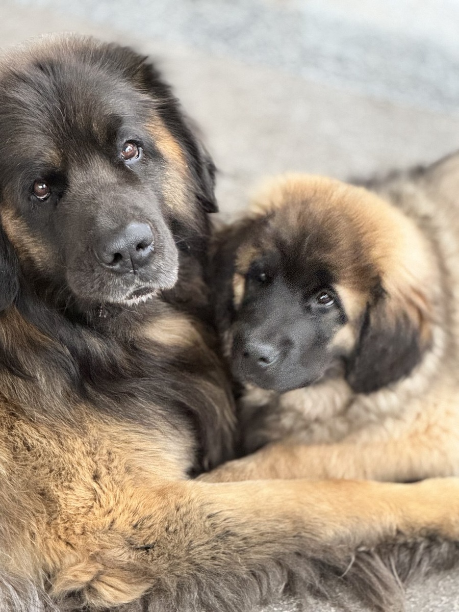 Гектор с сыном