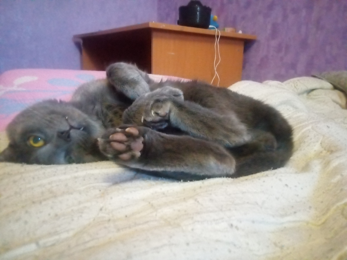 Это просто мой кот Томас