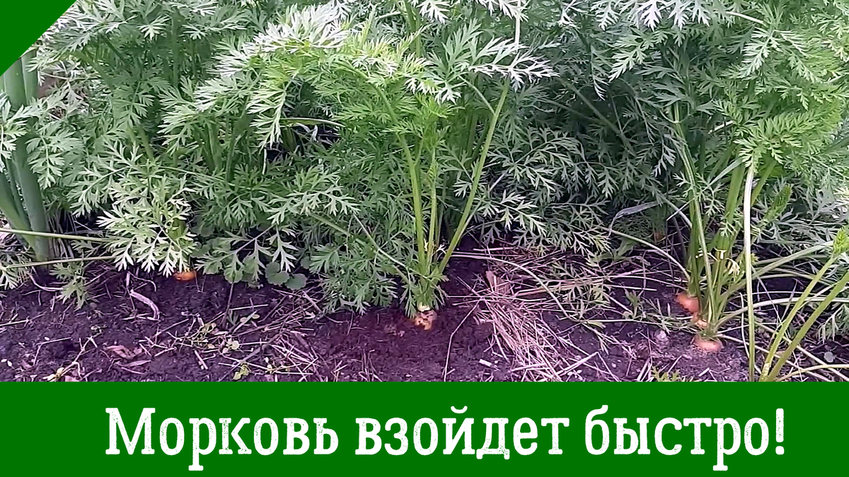 Морковь: секреты технологии выращивания высокого урожая