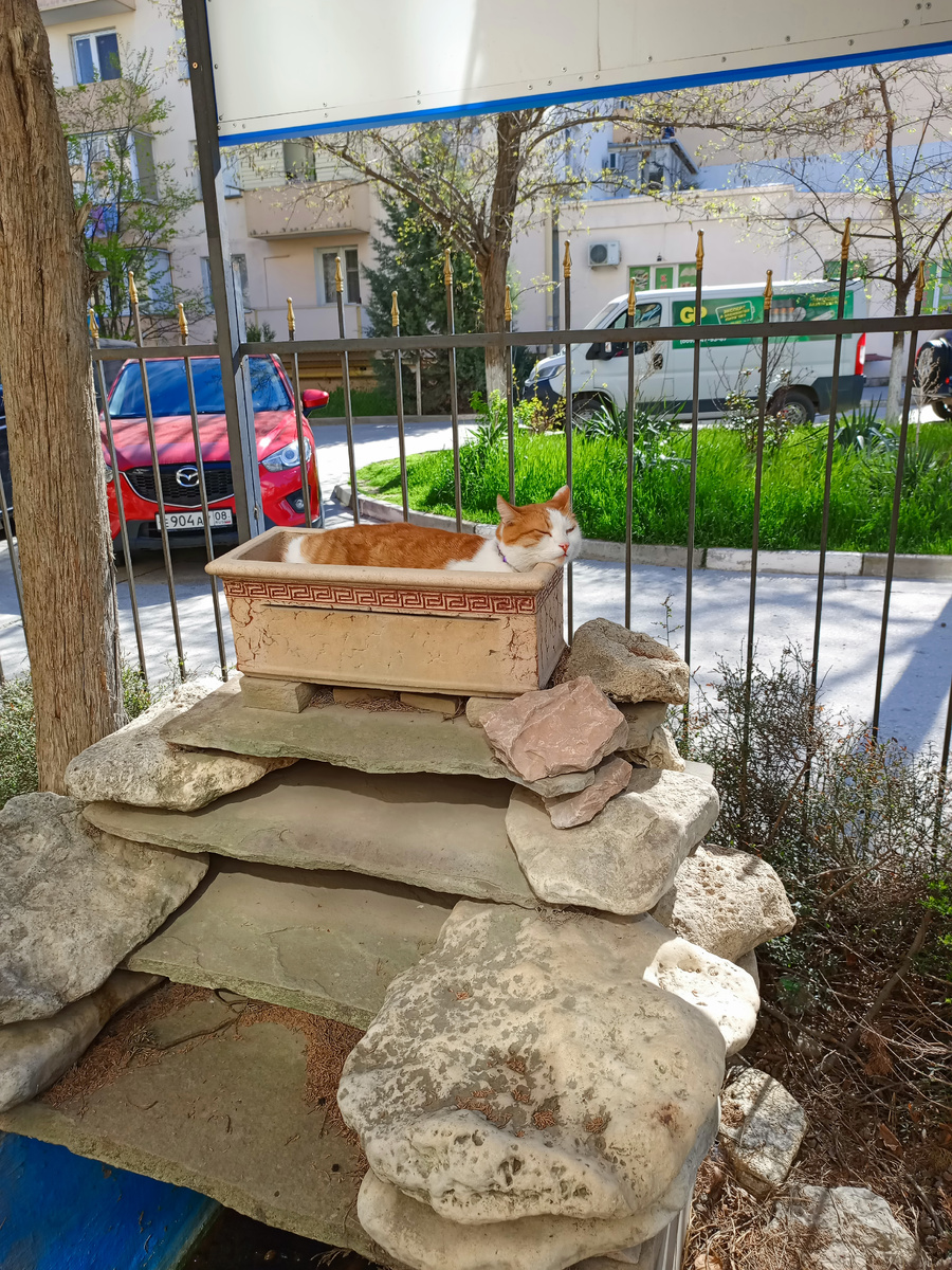 Вот такие коты у нас расцвели😆