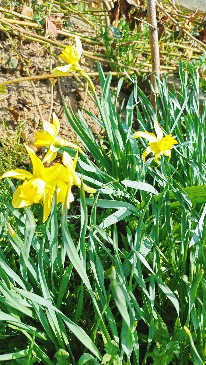 Нарциссы.