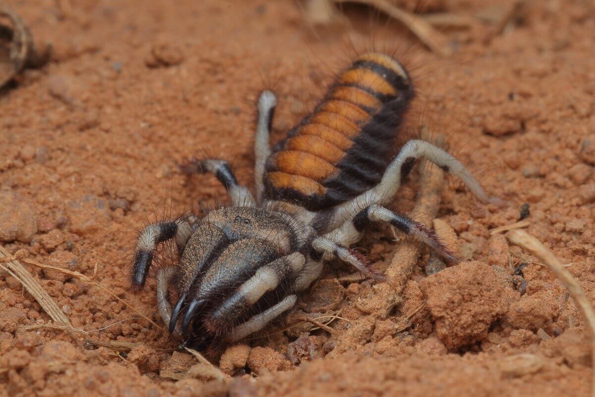    Сольпуга — пример того, как разнообразна и изобретательна может быть природа. Источник изображения: ru.pinterest.com