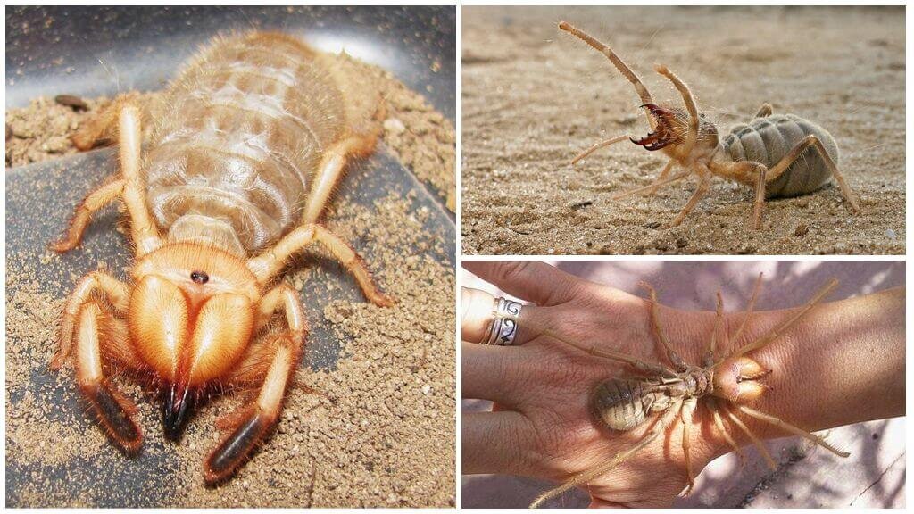    Сольпуга прекрасно выживает в самых суровых условиях. Не стоит её бояться, но уважать — точно стоит. Источник изображения: apest.ru