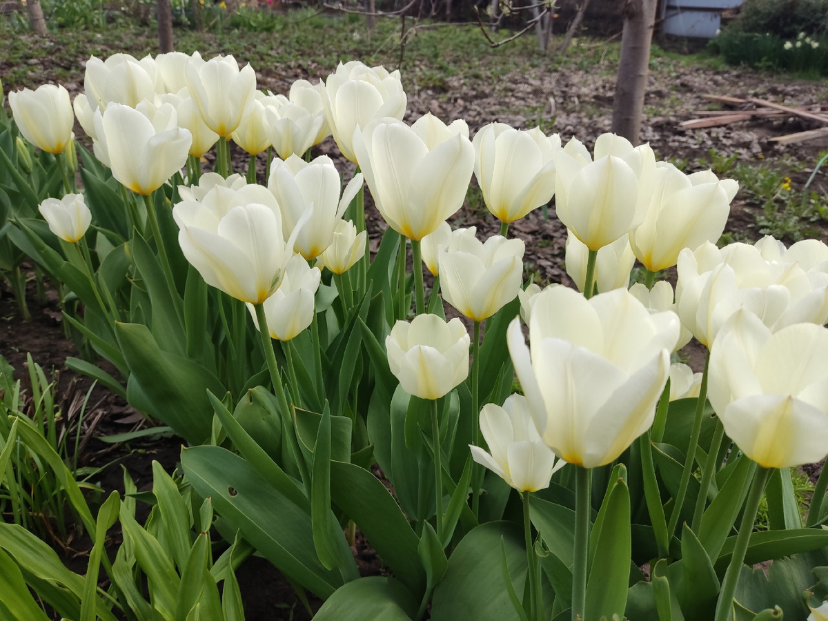 Тюльпан Фостера Purissima