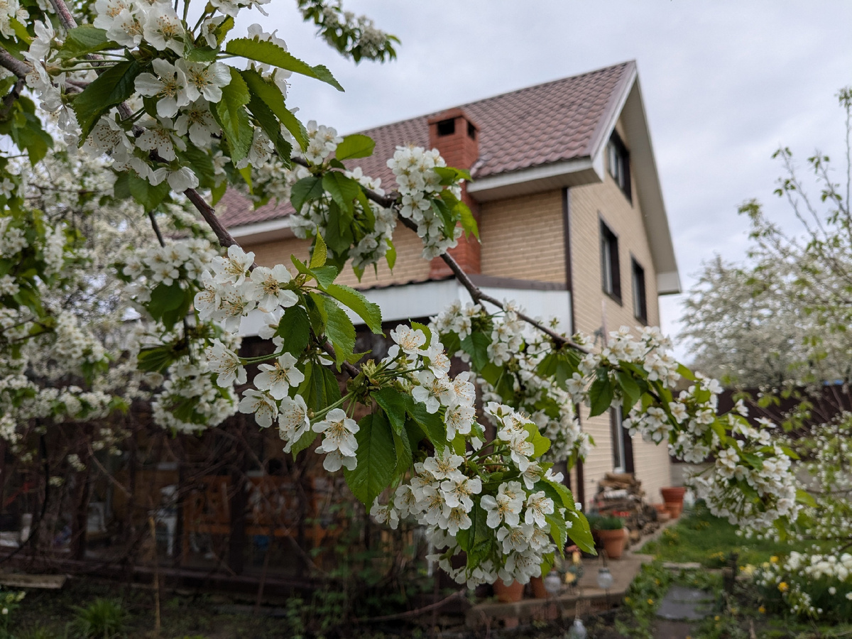 Мокрая черешня