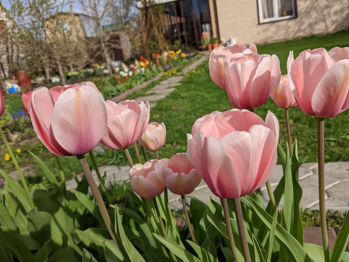 Тюльпан Дарвина Desing Impression