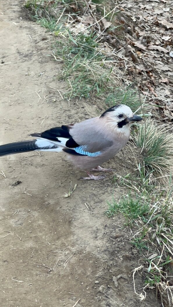    Фото: Царьград