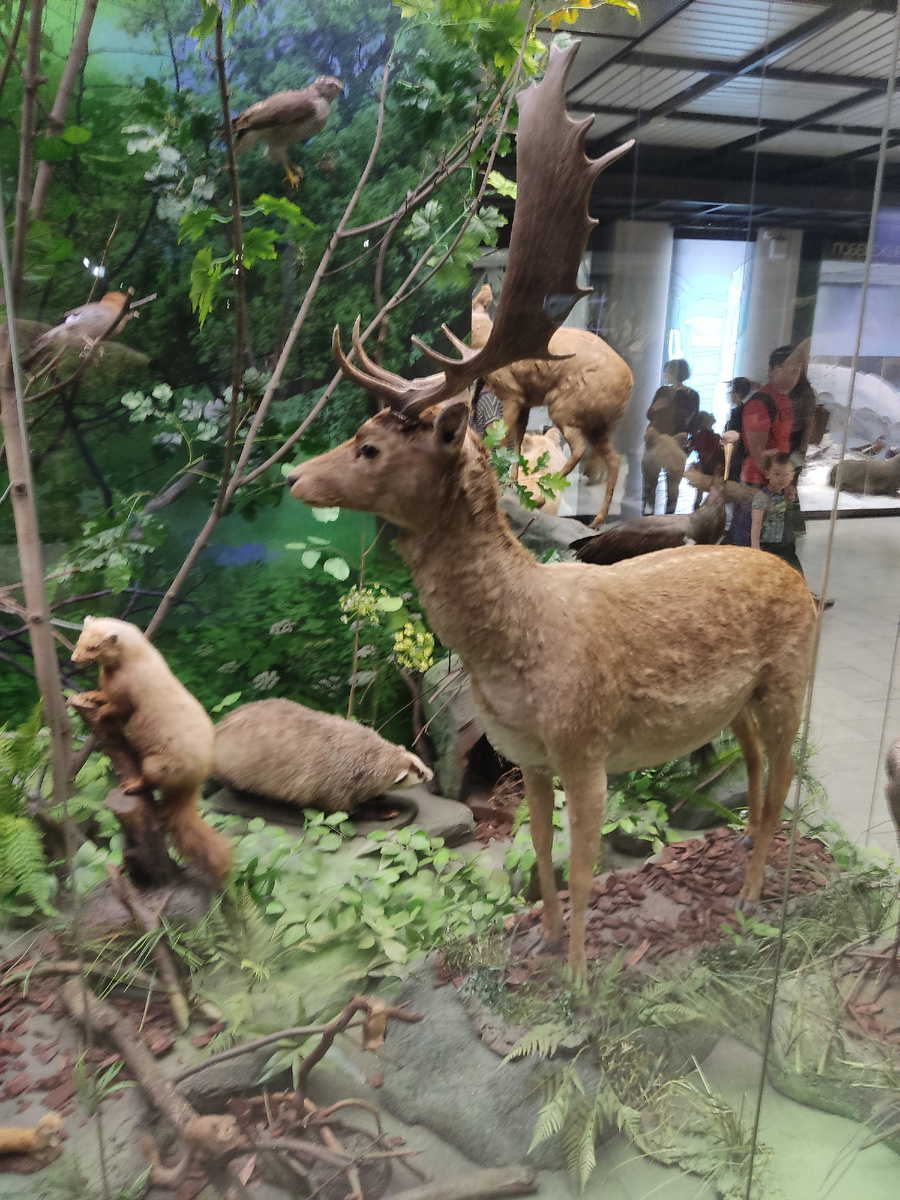 Экспозиция лес