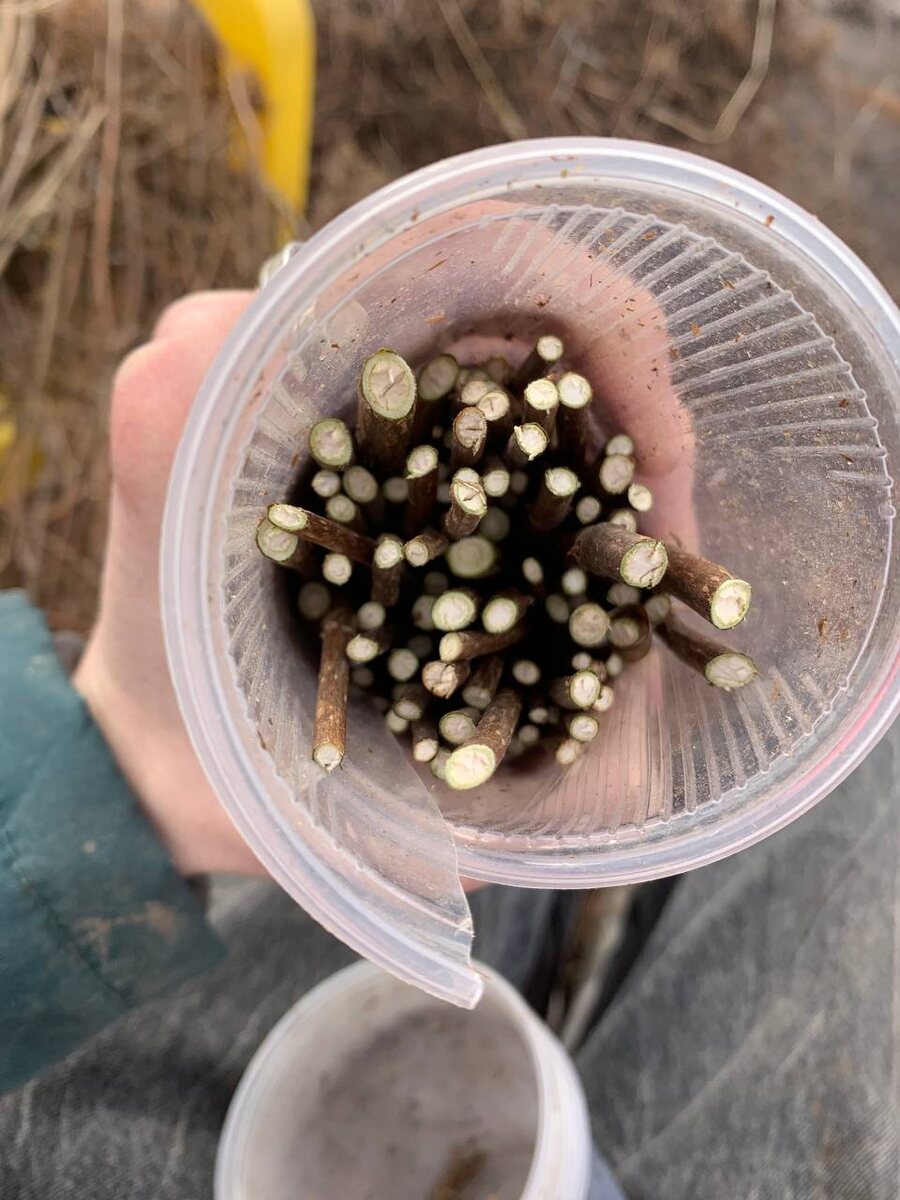 Чтобы можно было сделать вот так и сразу взять все черенкки из стаканчика