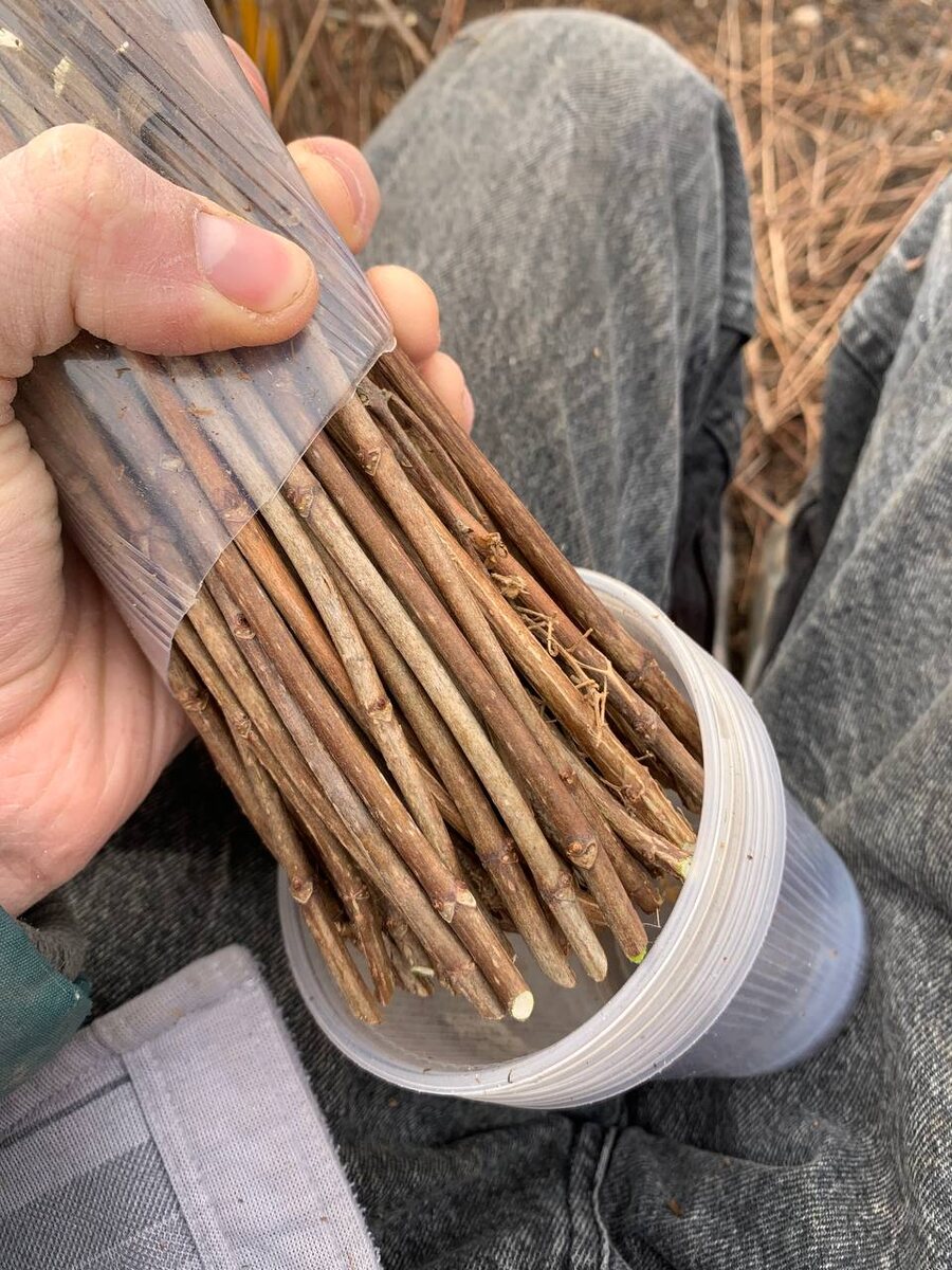 Набил побольше черенка и вот одним простым движением они уже все в руке, при это не спутался верх и низ черенка, очень круто!