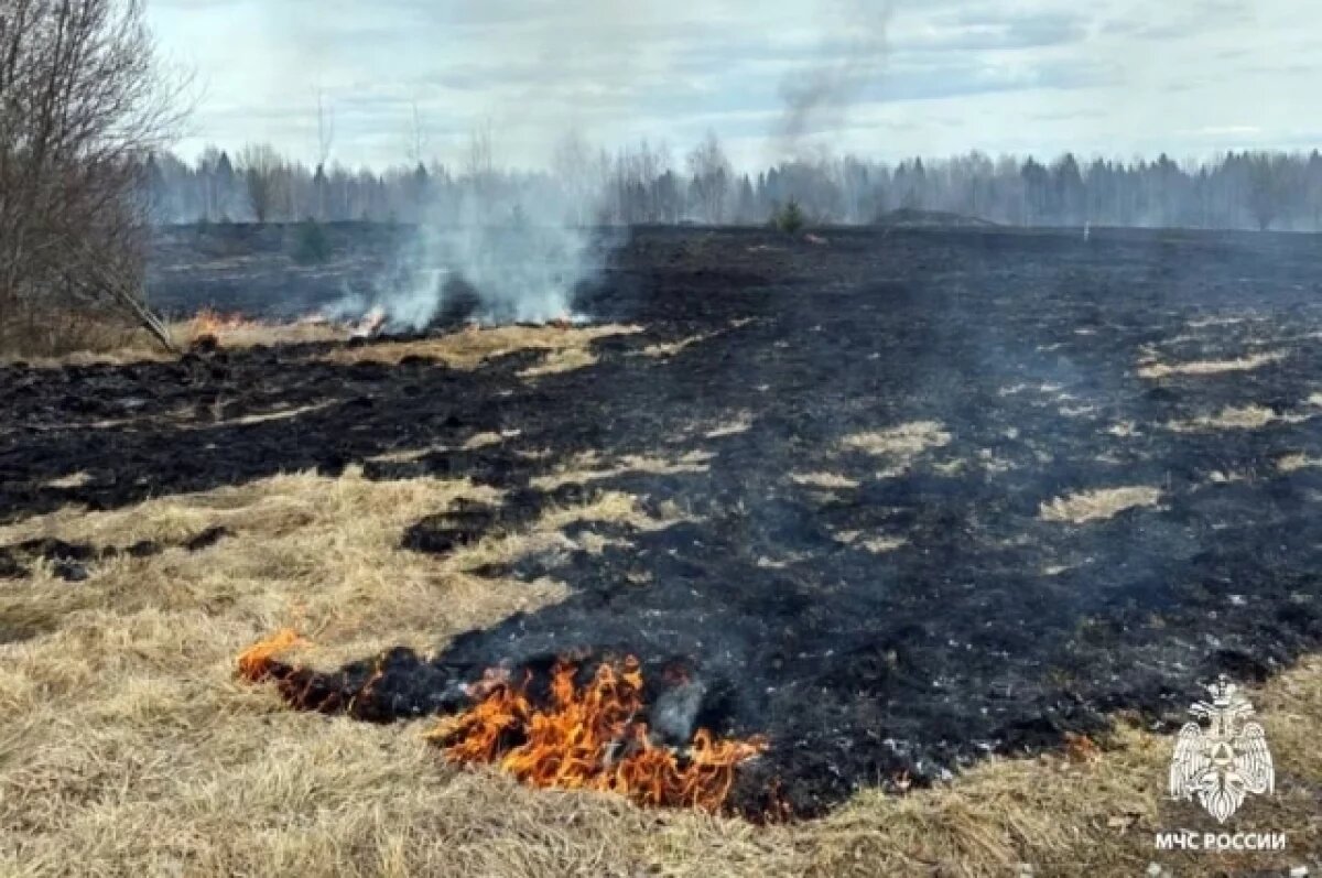    В Псковской области горят поля