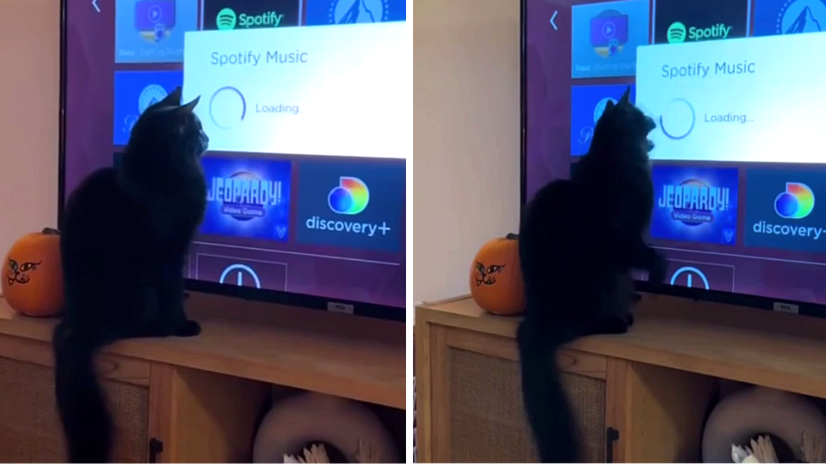 На вид, как колечко колбасы... Интересно, каково на вкус?!