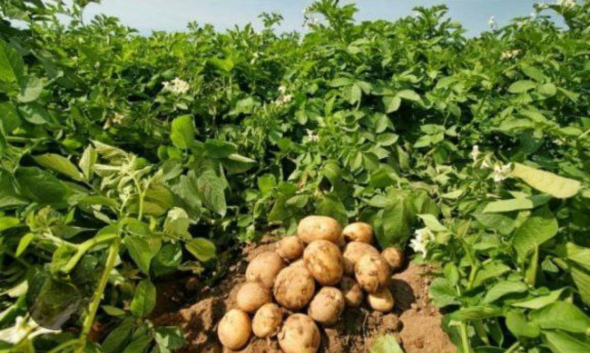 Картофель- самый популярный овощ