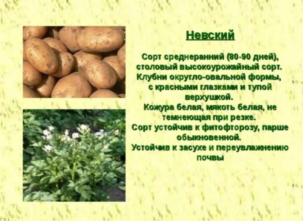 Сорт Невский