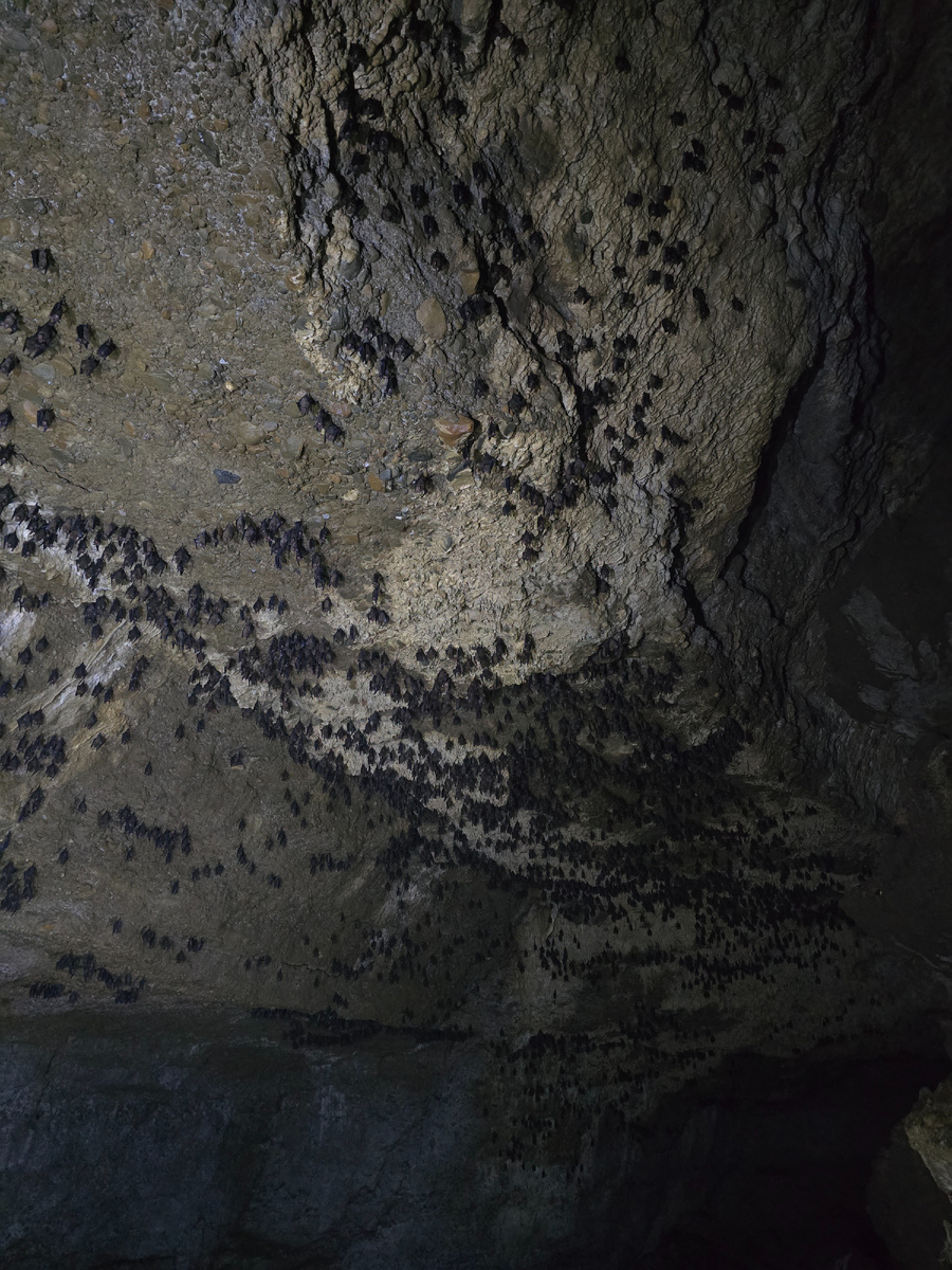 Летучие мыши выглядели спящими