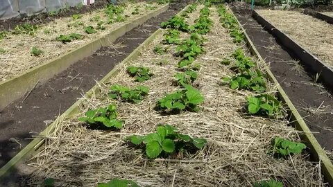 Рядом запланирована грядка помидоров.