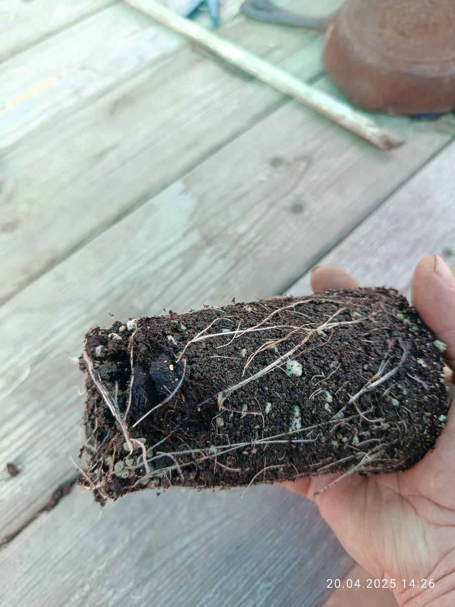 Пролила стакан с утра