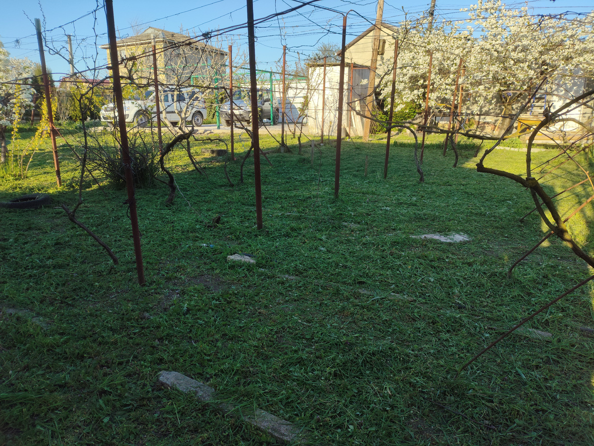 Виноградник полностью чистый