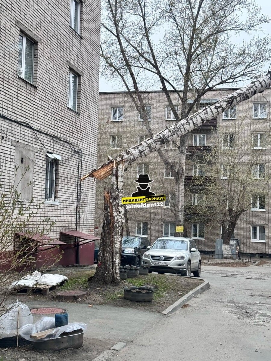    Упавшее дерево на улице 80 Гвардейской Дивизии . Источник: Инцидент Барнаул