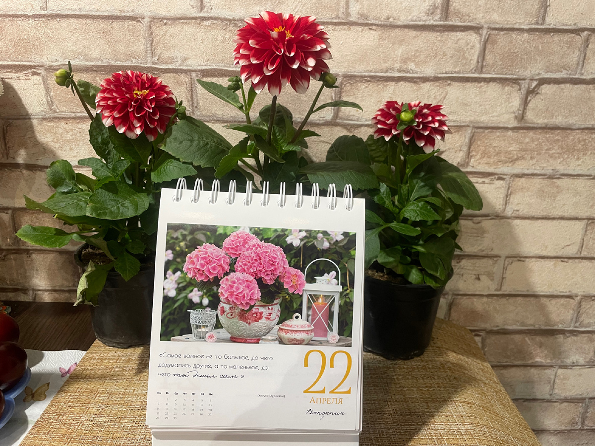 Мои красавицы вегетативные георгины