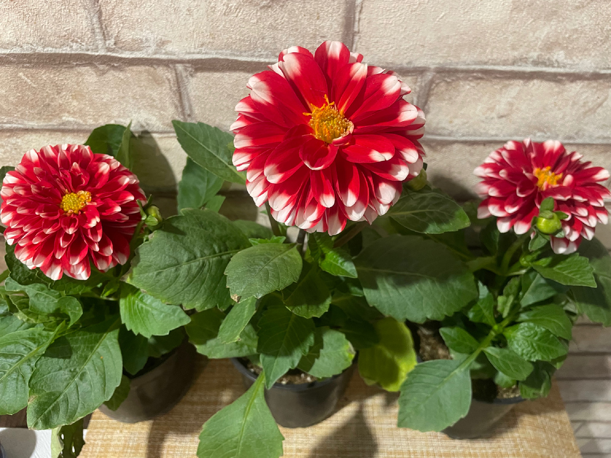 Мои вегетативные георгины 