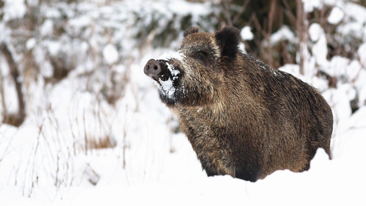    Фото: WildMedia/Shutterstock/Fotodom