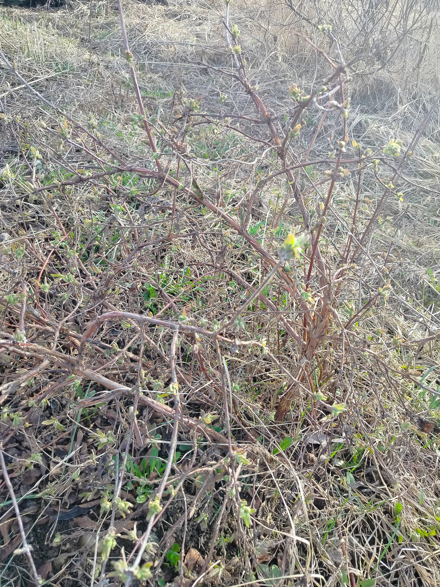 Моя жимолость уже просыпается.