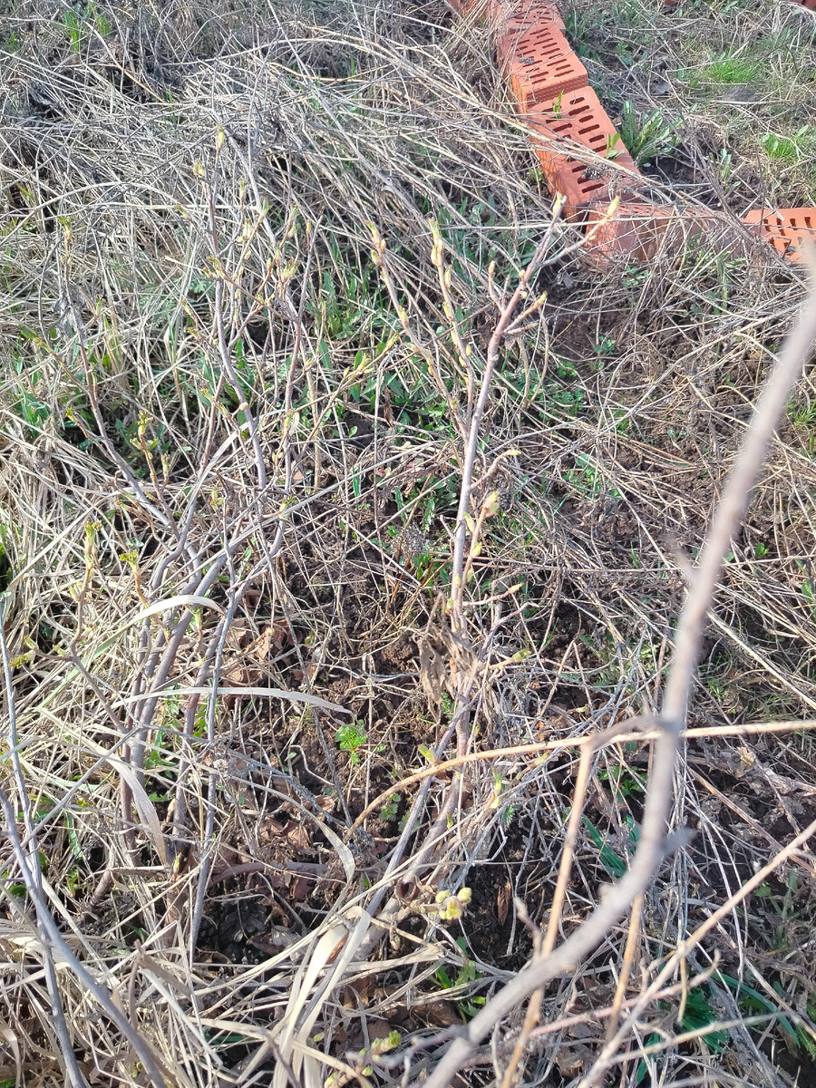 Моя смородина.