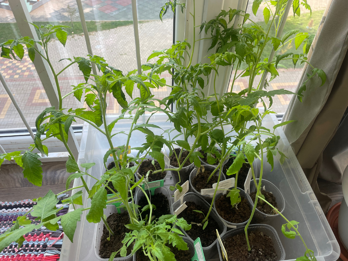 Томаты сильно вытянулись