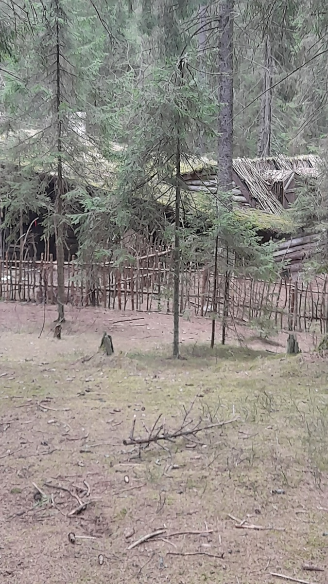 Домик Василисы среди сосен