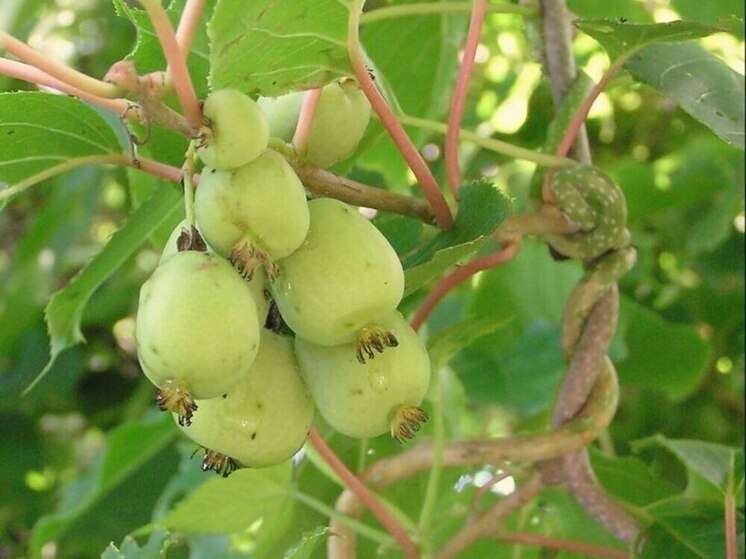     Фото: администрация Предгорного округа