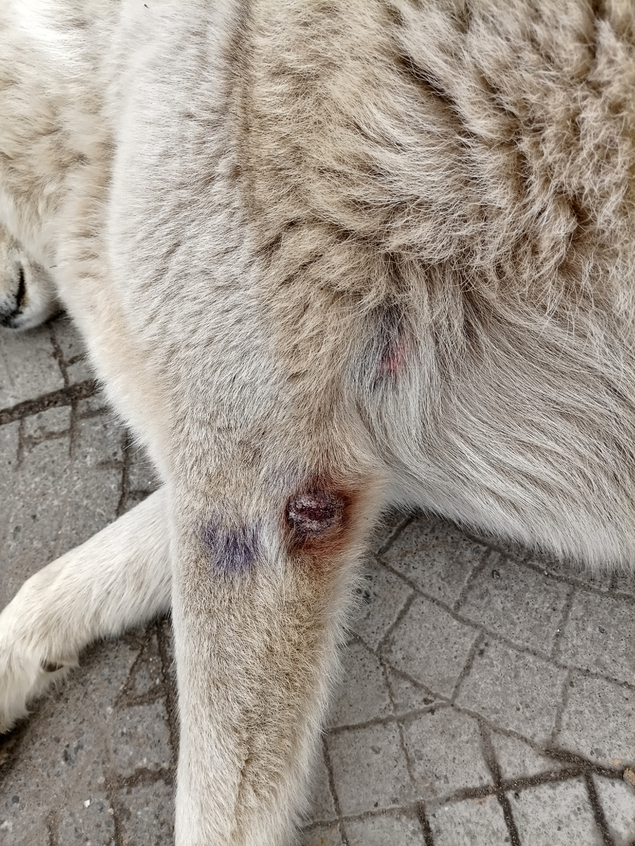 Лапка. Надо сохранить, пока возможно