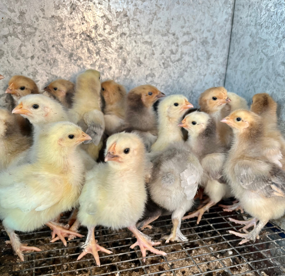 Подрастающее поколение 