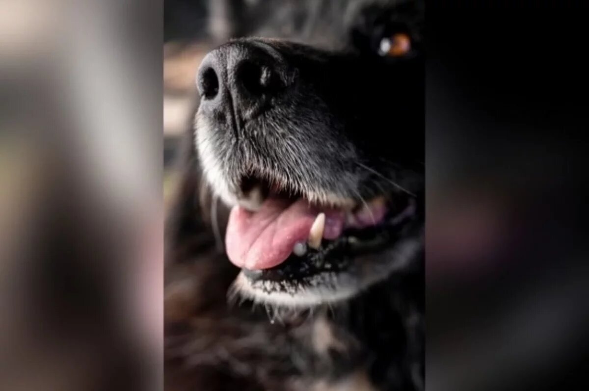    В Краснодаре начали проверку после отравления собак в Юбилейном мкр