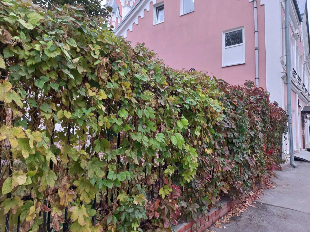 Фото автора.