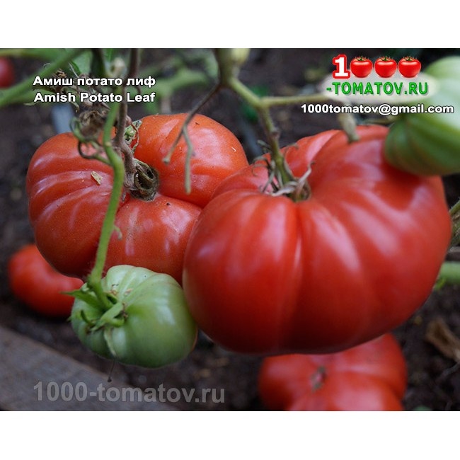 Томат Амиш потато лиф 1