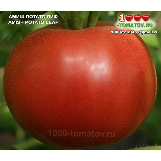 Томат Амиш потато лиф 0