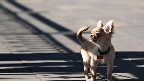    © Sputnik / Пелагия Тихонова