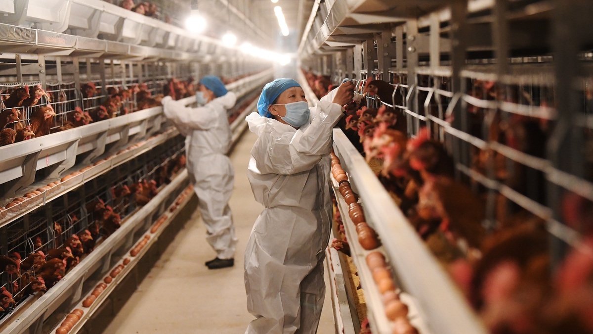    Птичий грипп H5N1 может стать угрозой для человечества